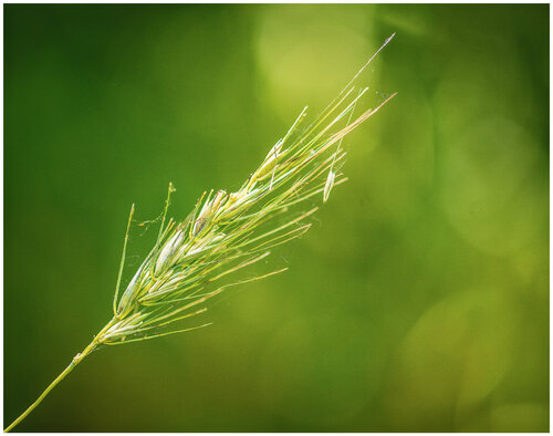 Ecology of Grass by Robert Niemeier, Photography for Sale on Singulart
