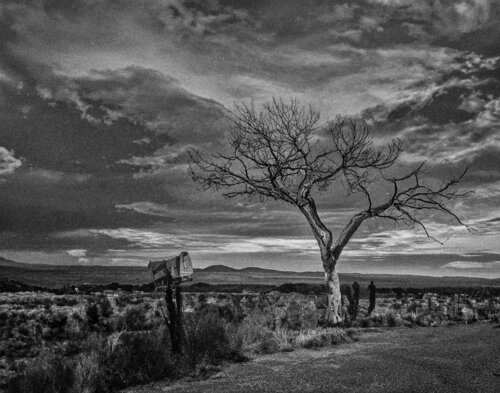 Welcome Tree, Taos, New Mexico von Robert Niemeier, Fotografie kaufen auf Singulart