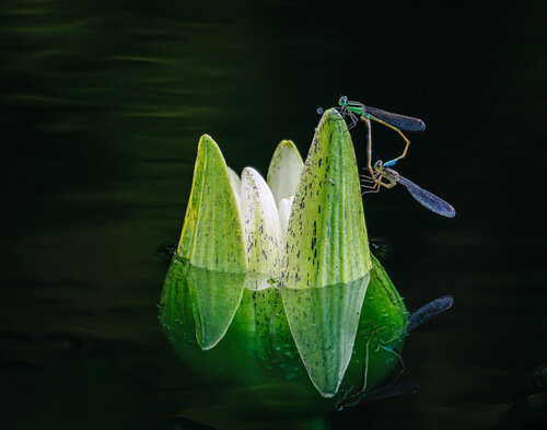 Water Lily with Nymph - Reflections of a Pond von Robert Niemeier, Fotografie kaufen auf Singulart