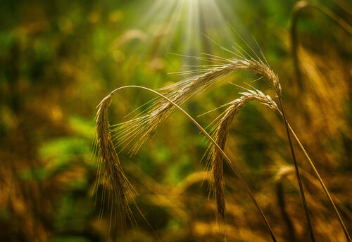 Golden Harvest von Robert Niemeier, Fotografie kaufen auf Singulart