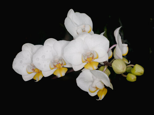 White Spray of Orchids with droplets di Robert Niemeier, Fotografia in vendita su Singulart