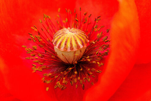 Singular Bloom von Robert Niemeier, Fotografie kaufen auf Singulart