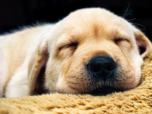 Archie’s Dream: Sleeping Labrador Puppy Close-Up by Robert Niemeier, Photography for Sale on Singulart