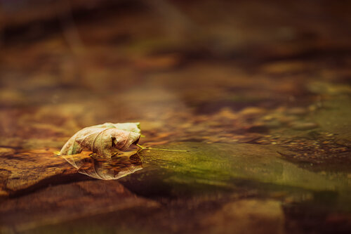 Held By Water von Robert Niemeier, Fotografie kaufen auf Singulart
