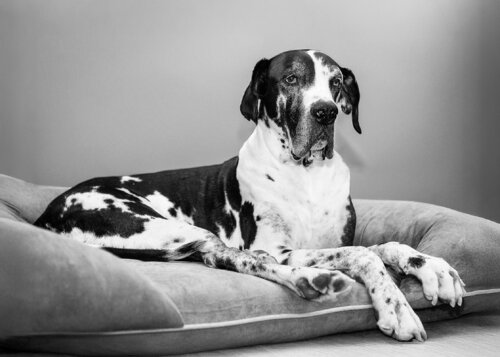 The Gentle Giant – Great Dane in Black and White van Robert Niemeier, Fotografie te koop op Singulart