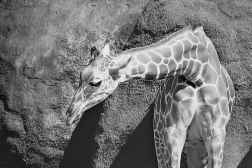 Grace in Geometry – Giraffe in Black and White van Robert Niemeier, Fotografie te koop op Singulart