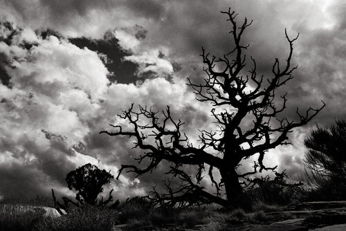Lone Tree, Canyonlands, Utah von Robert Niemeier, Fotografie kaufen auf Singulart