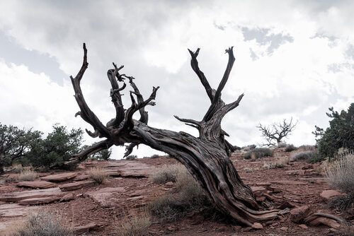 Lone Tree, Canyonlands von Robert Niemeier, Fotografie kaufen auf Singulart