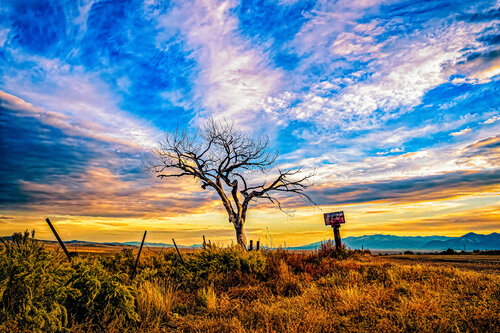 Hello-Goodbye Tree — Thomas Hart Benton Inspired Fine Art Landscape by Robert N Photographer di Robert Niemeier, Fotografia in vendita su Singulart