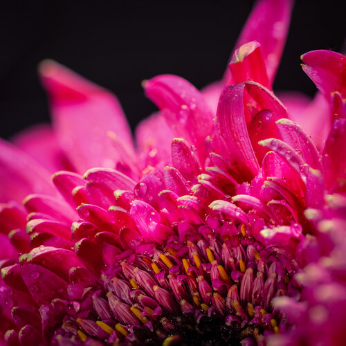 Magenta Awakening — Water-Kissed Gerbera Macro by Robert Niemeier, Photography for Sale on Singulart
