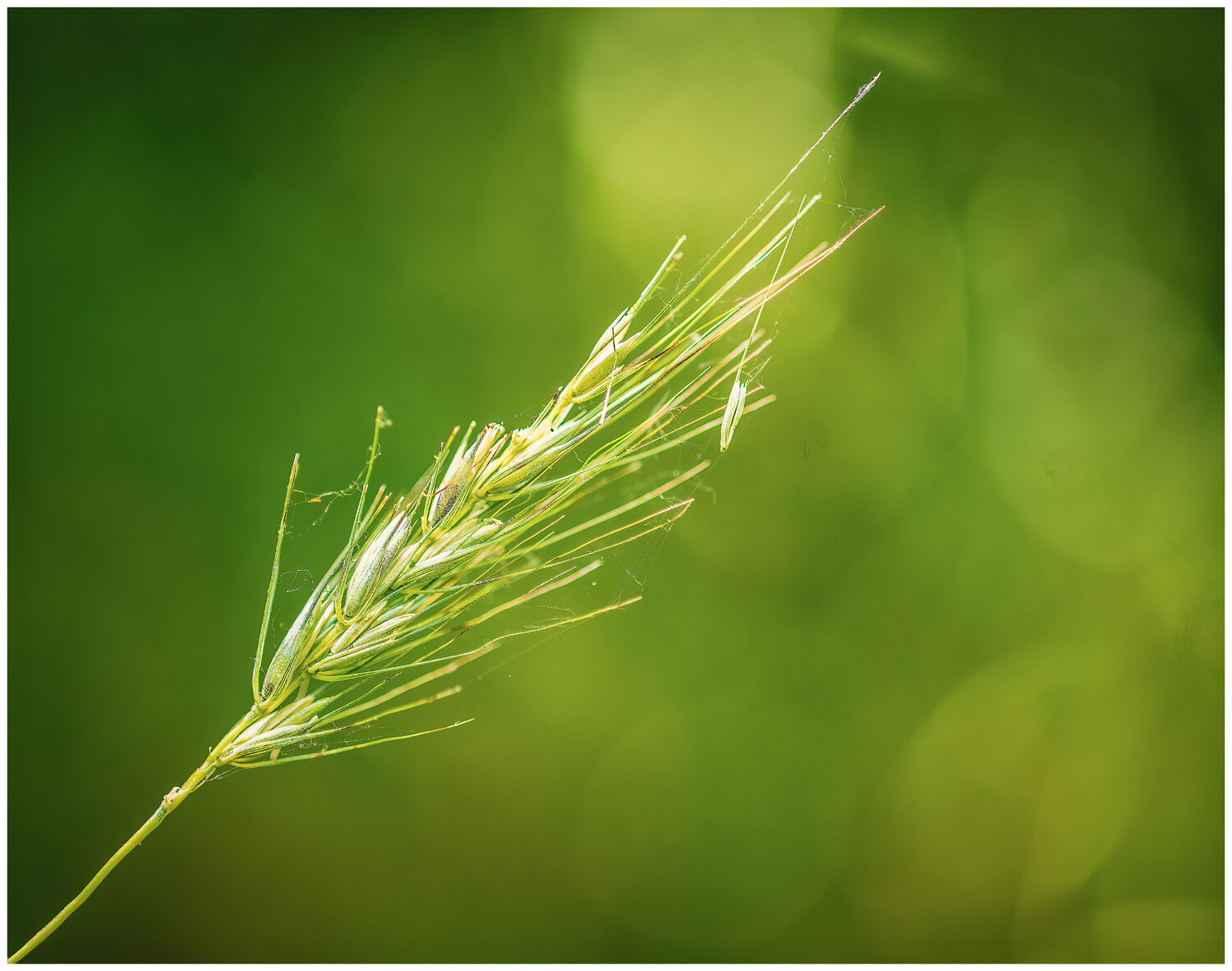 Ecology of Grass Robert Niemeier