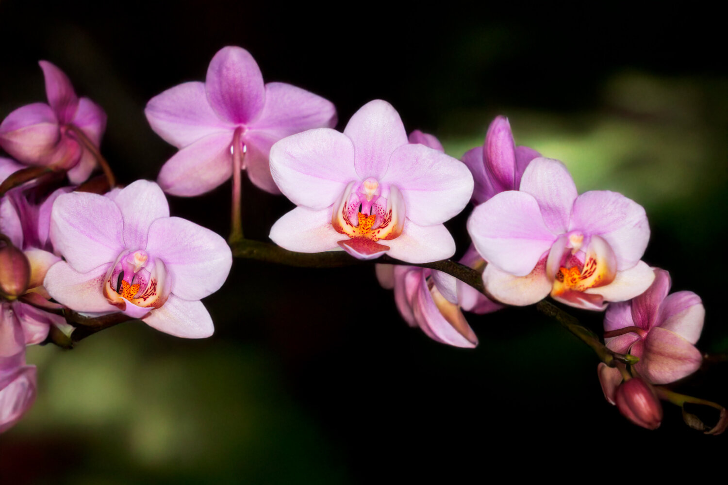 Spray of Orchids - Natures Triump Robert Niemeier
