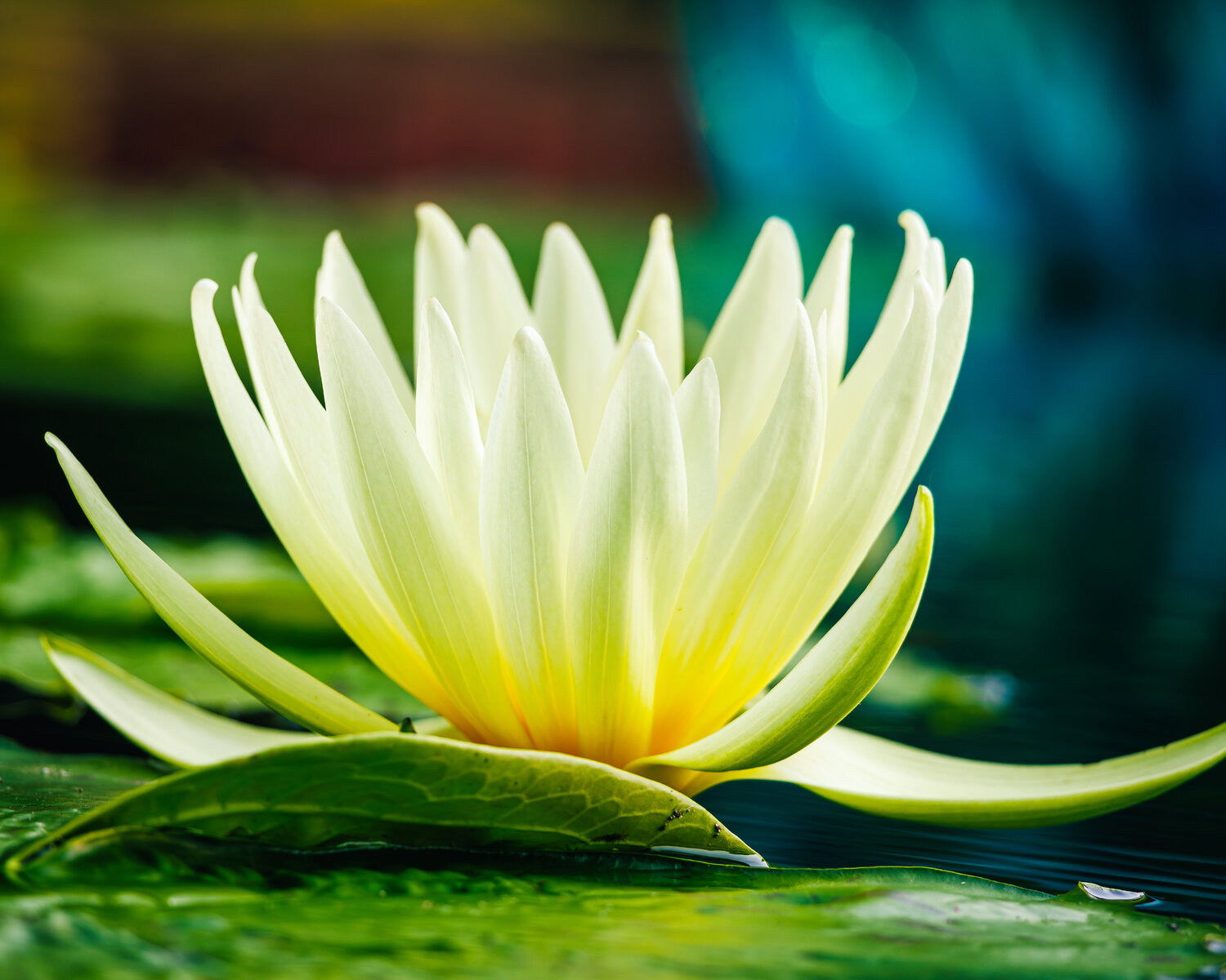 Water Lily Robert Niemeier