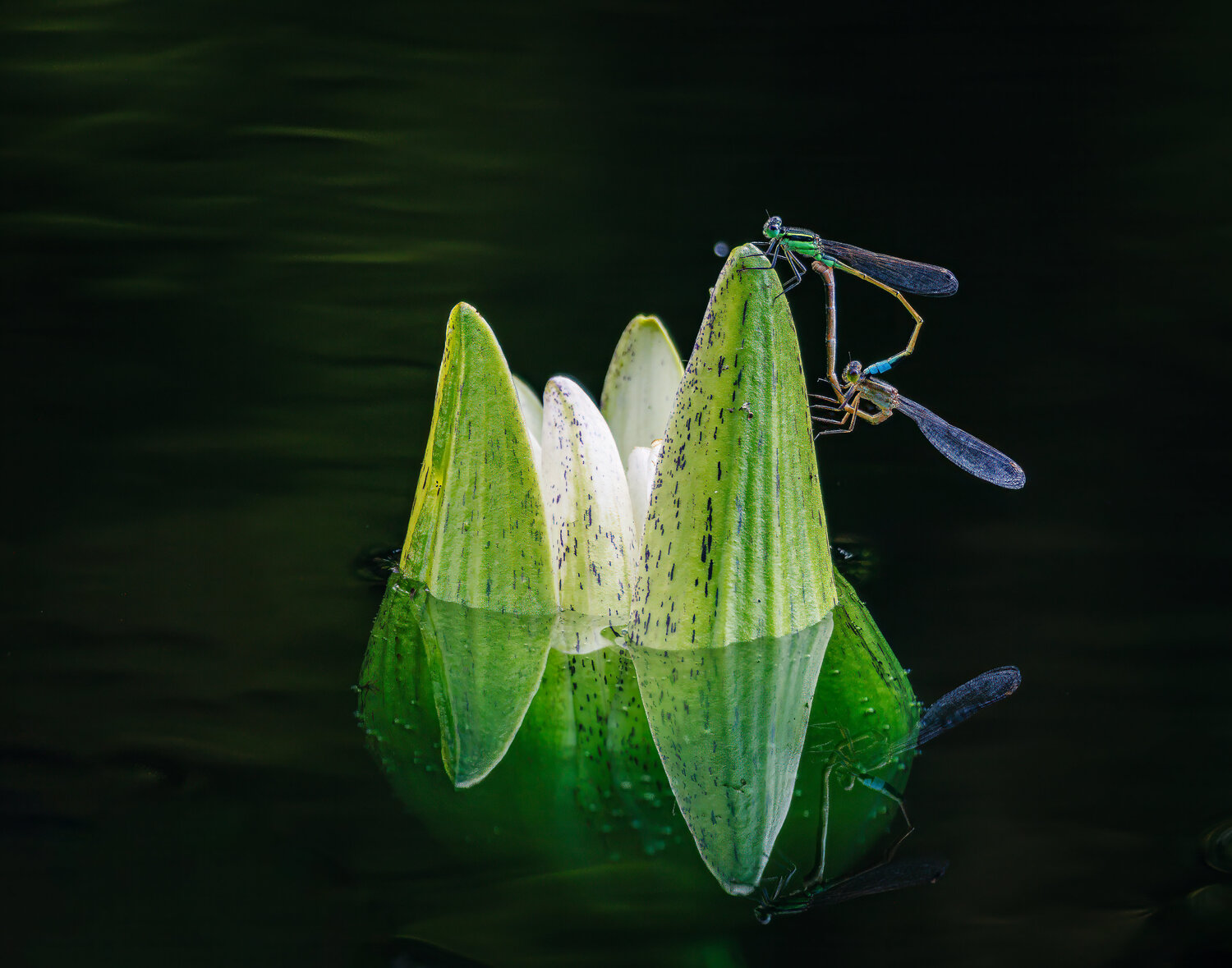 Water Lily with Nymph - Reflections of a Pond Robert Niemeier Fotografie zu verkaufen