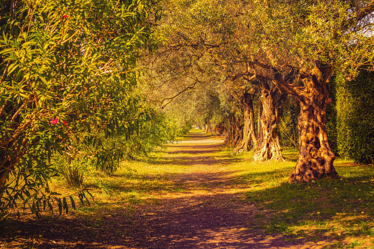 Olive Tree Lane in Golden Light Robert Niemeier