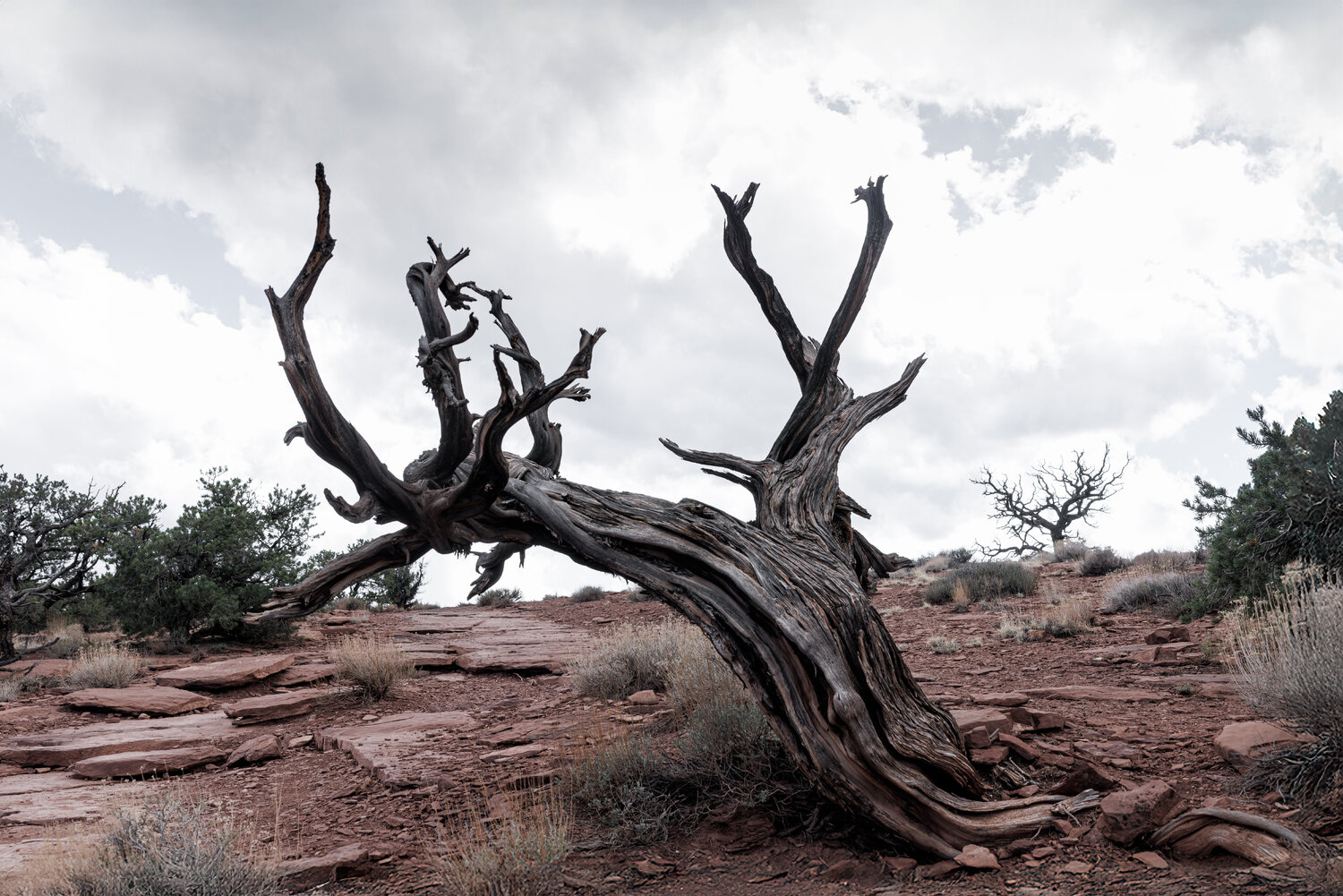 Lone Tree, Canyonlands Robert Niemeier