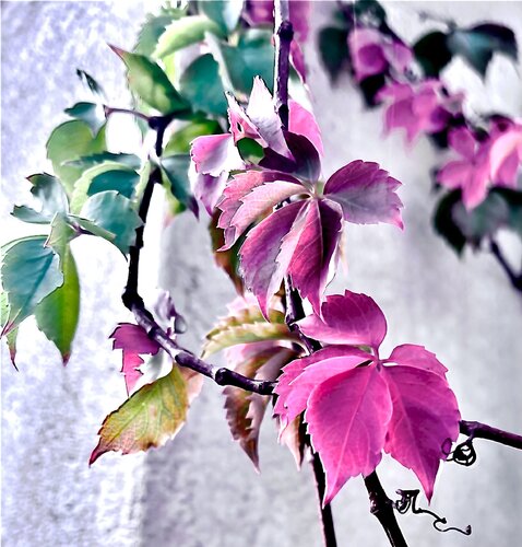 Éclats d'Automne von Gaël Poirier, Druck kaufen auf Singulart