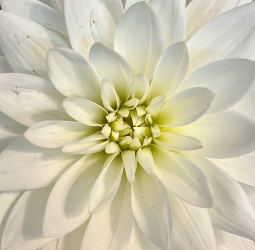 Harmonie Florale von Gaël Poirier, Druck kaufen auf Singulart