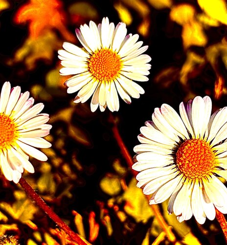 Danse des Marguerites by Gaël Poirier, Print for Sale on Singulart