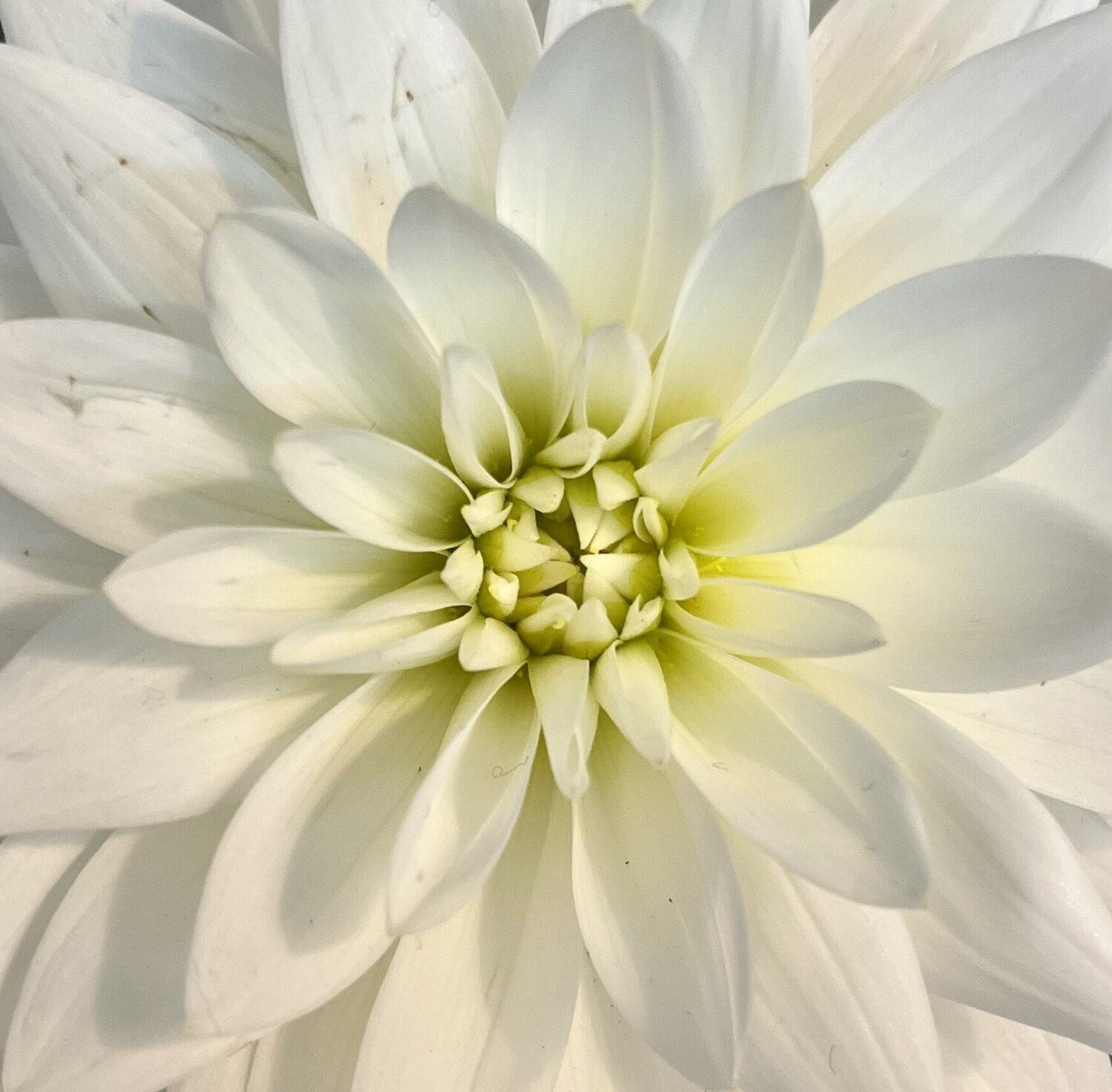 Harmonie Florale Gaël Poirier