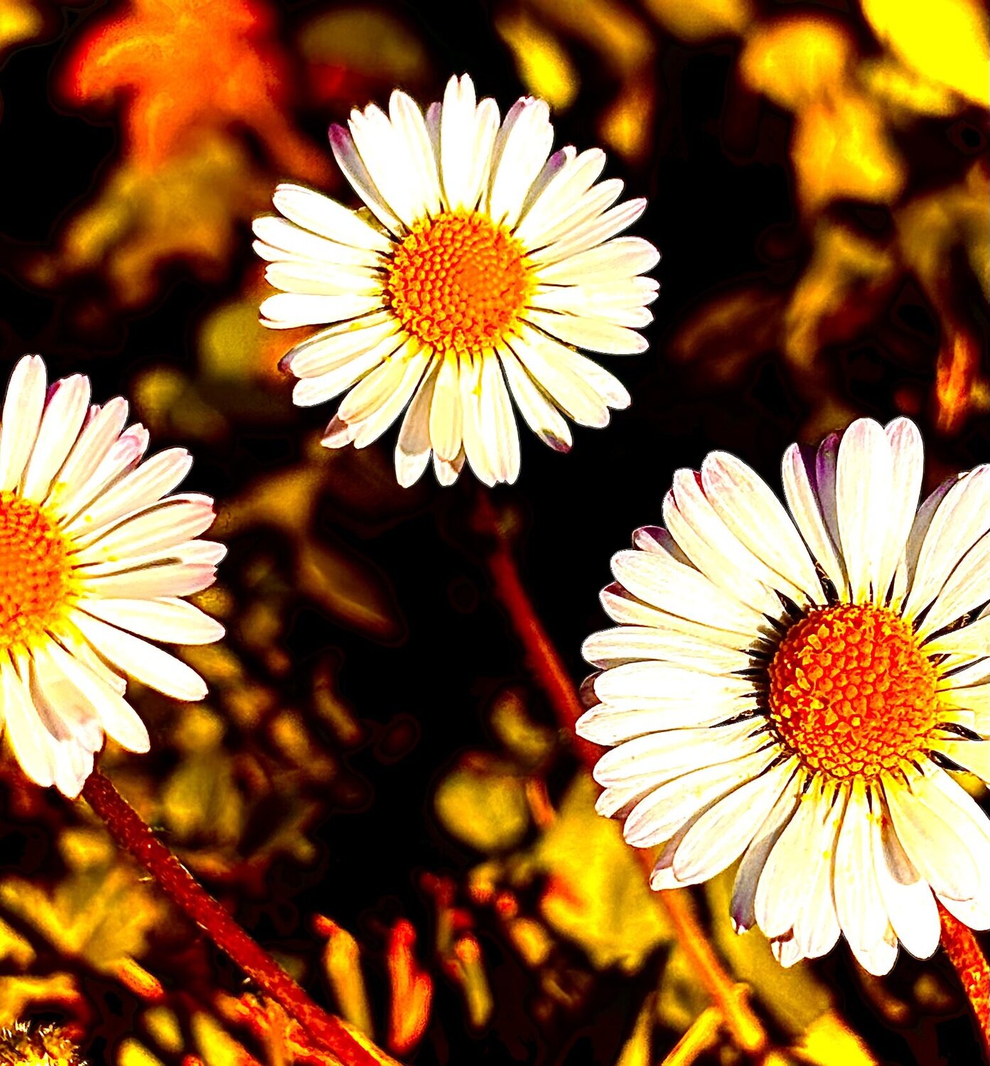 Danse des Marguerites Gaël Poirier