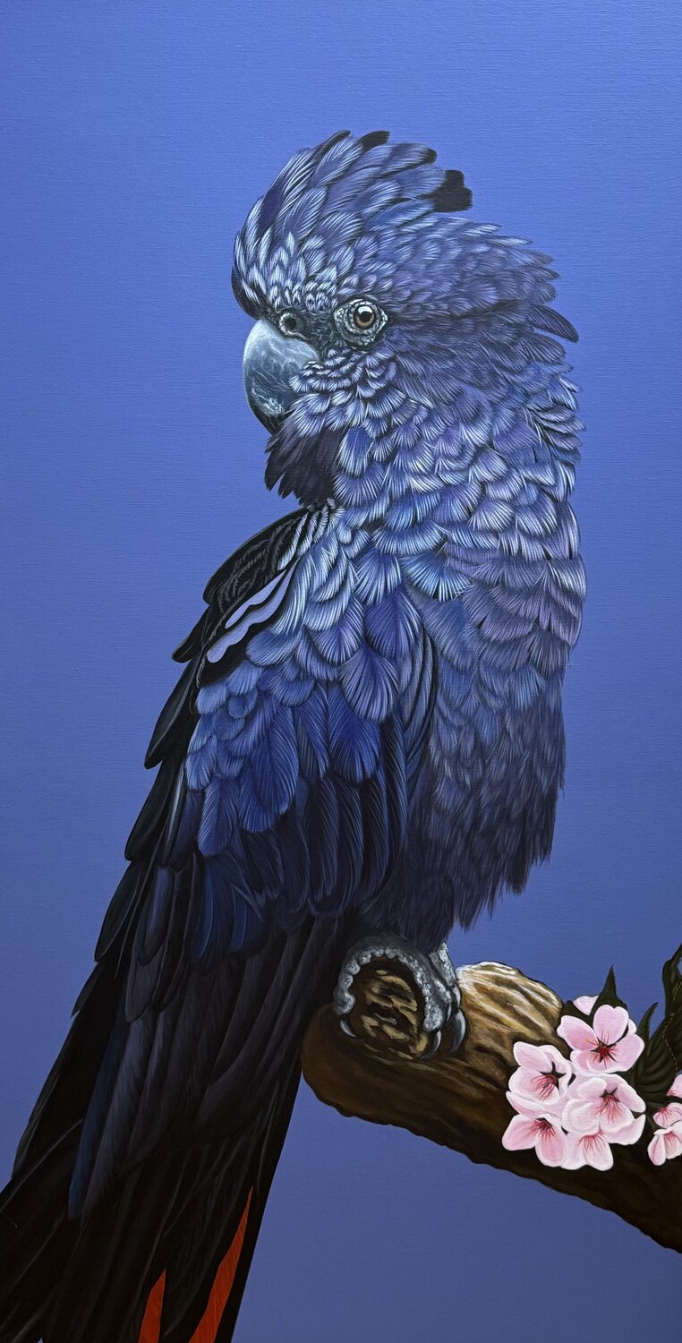 Red Black tailed cockatoo Svitlana Maslova Originalgemälde zu verkaufen