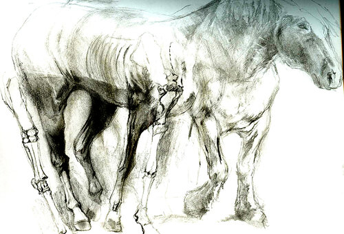 Etude  Anatomie Cheval von Grégory GENG, Zeichnungen kaufen auf Singulart