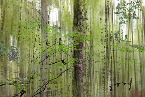 Frühlingsduft by Walter Adler, 사진 for Sale on Singulart