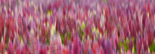 VERONICA PINK MARSHMALLOW van Walter Adler, Fotografie te koop op Singulart