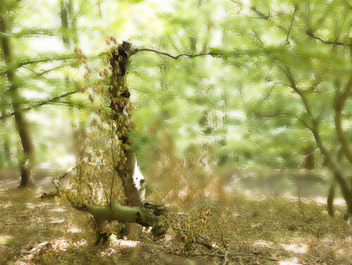 Der Ast by Walter Adler, 사진 for Sale on Singulart