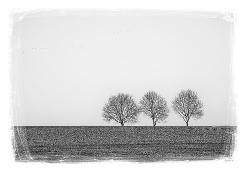 Baumreihe van Walter Adler, Fotografie te koop op Singulart