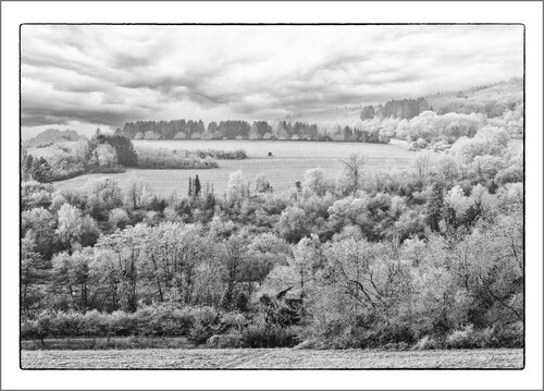 Wald und Wiese van Walter Adler, Fotografie te koop op Singulart