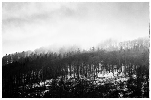 Wald im Schnee mit Nebel de Walter Adler, Fotografía a la venta en Singulart