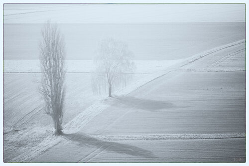 Baumreihe im Nebel van Walter Adler, Fotografie te koop op Singulart