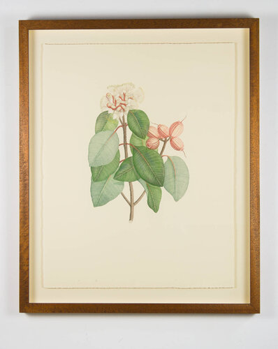 Florilegium Syzygium Suborbiculare (Bentham) Eugenia Cymosa - Plate 125 von Joseph Banks, Druck kaufen auf Singulart