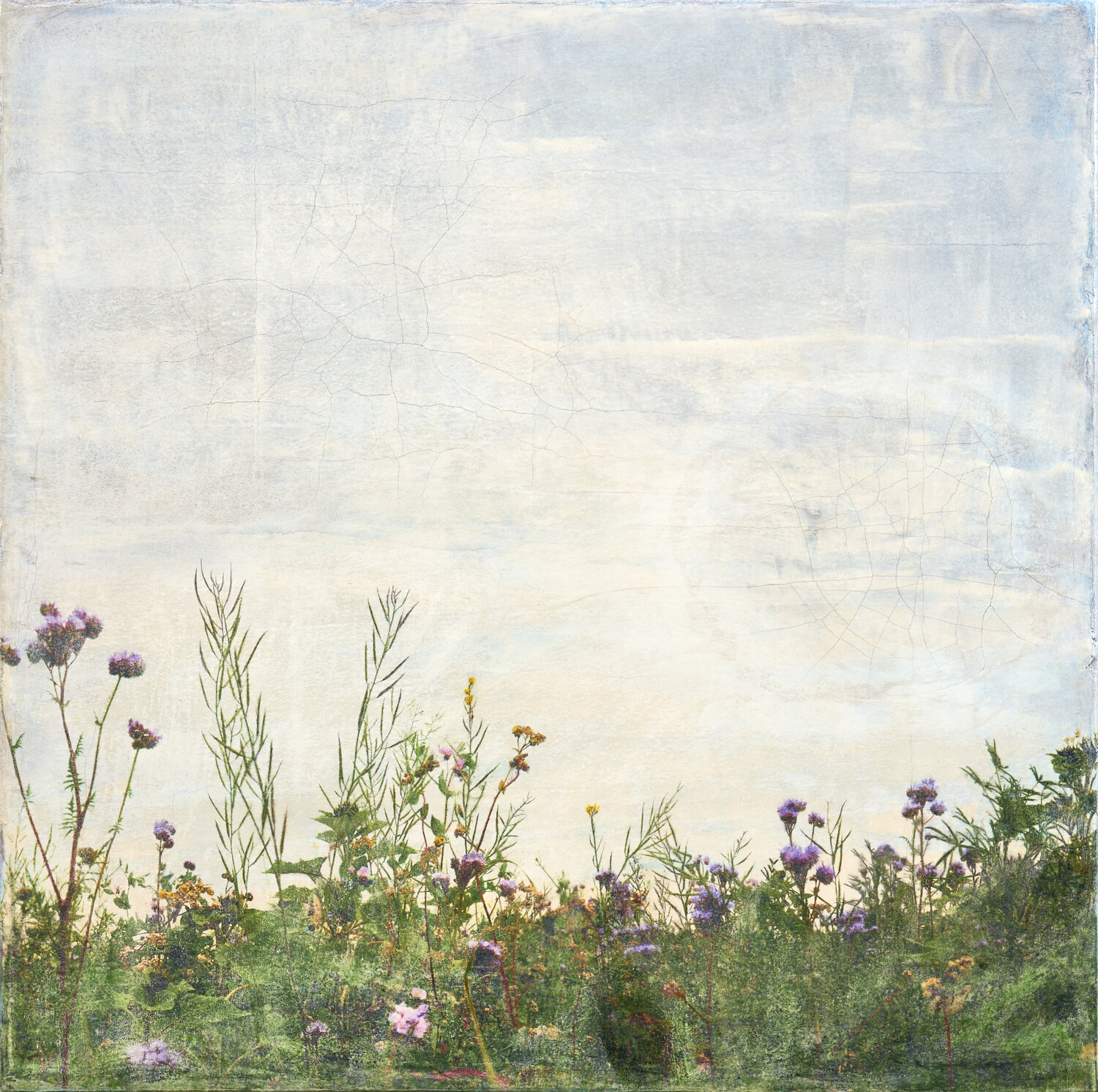 Sommerblumen Kohavevej Ilja Mlosch