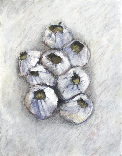 Grandes bernacles par Frédérique Mussat, Œuvre sur papier en vente sur Singulart