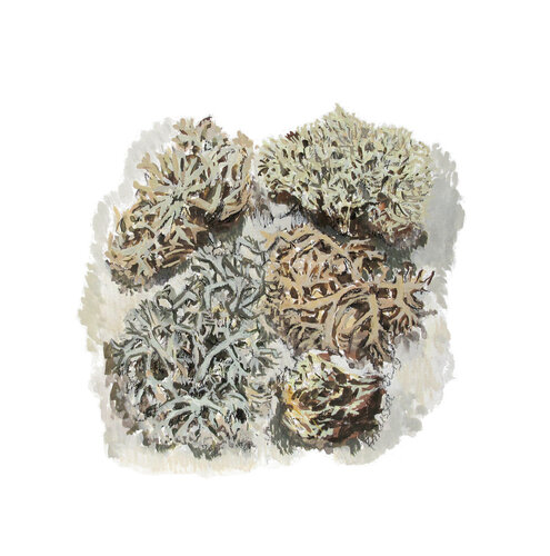 Lichens by Frédérique Mussat, Work on Paper for Sale on Singulart