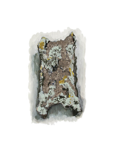 Écorce/Lichen by Frédérique Mussat, Work on Paper for Sale on Singulart