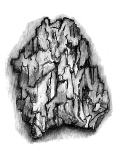 "Écorce" by Frédérique Mussat, Work on Paper for Sale on Singulart