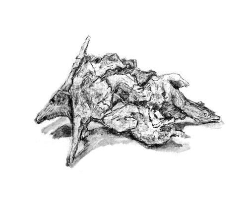 "Animal à 2 têtes" by Frédérique Mussat, Work on Paper for Sale on Singulart