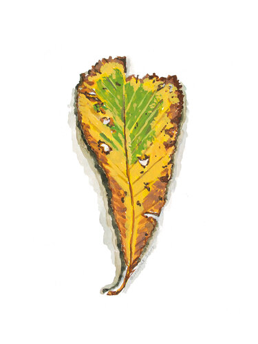 Morceaux de nature - Feuilles di Frédérique Mussat, Opera su carta in vendita su Singulart