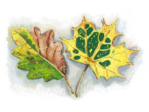 Morceaux de nature - Feuille by Frédérique Mussat, Work on Paper for Sale on Singulart