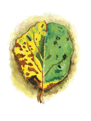 Morceaux de nature - Feuille par Frédérique Mussat, Œuvre sur papier en vente sur Singulart