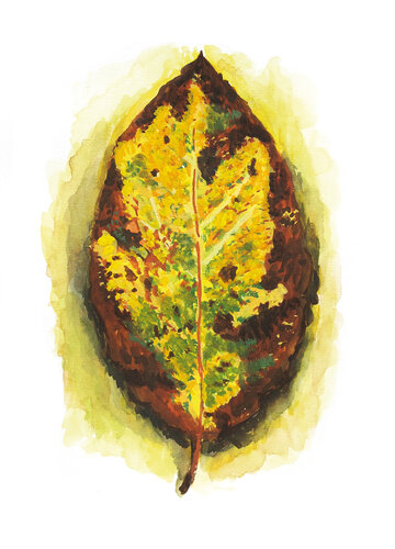 Morceaux de nature - Feuille par Frédérique Mussat, Œuvre sur papier en vente sur Singulart
