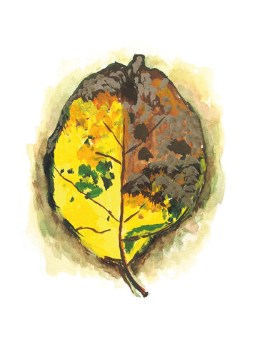 Morceaux de nature - Feuille di Frédérique Mussat, Opera su carta in vendita su Singulart