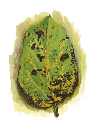Morceaux de nature - Feuille par Frédérique Mussat, Œuvre sur papier en vente sur Singulart