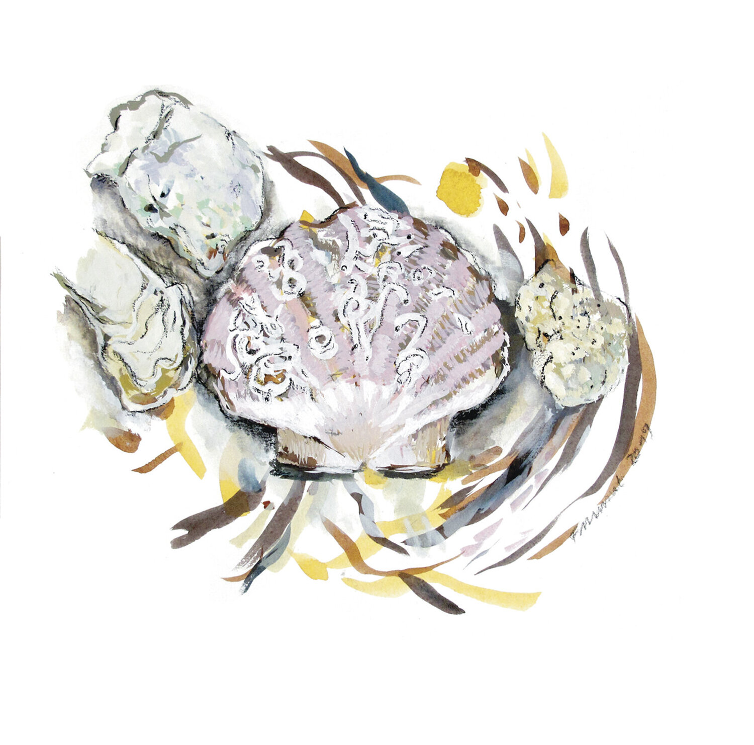 Coquillages Frédérique Mussat