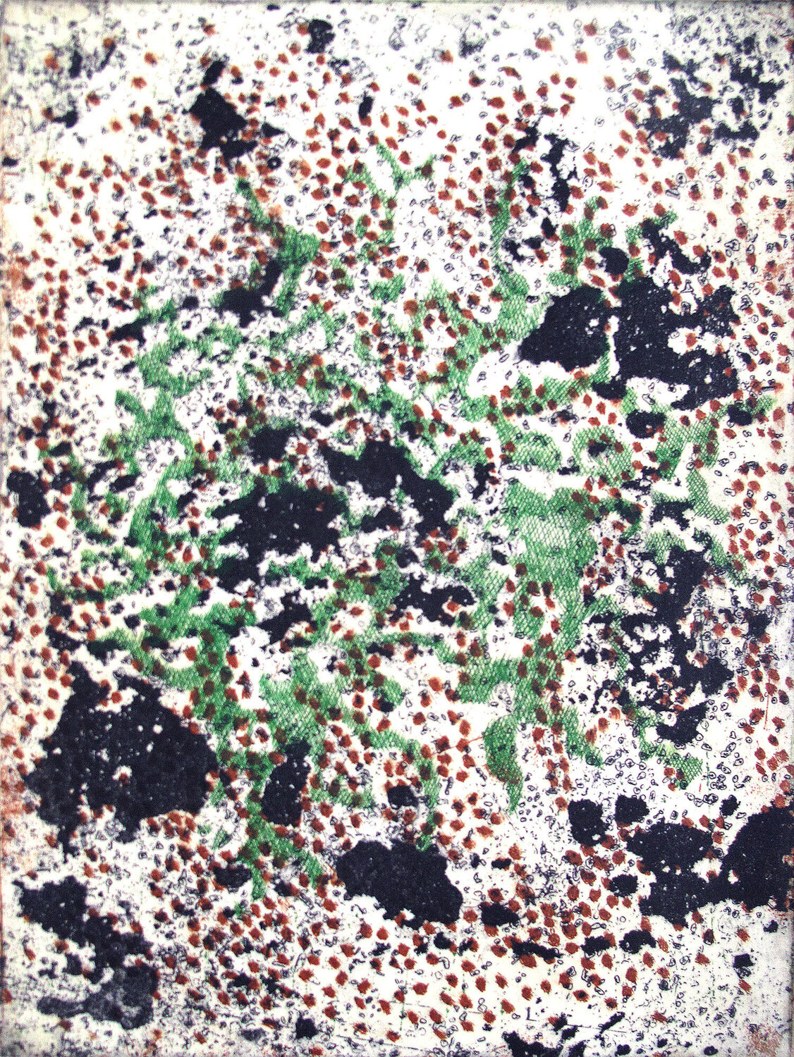 Lichen Frédérique Mussat