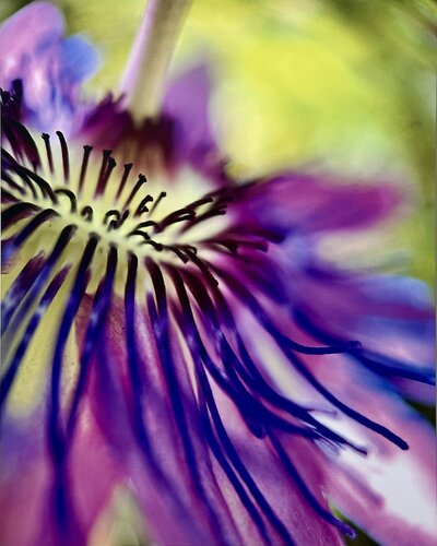 Passion Potion von Karin Edgett, Fotografie kaufen auf Singulart